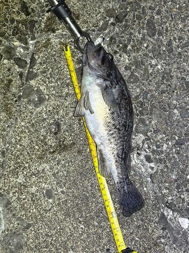 クロソイの釣果