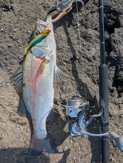 セイゴ（ヒラスズキ）の釣果