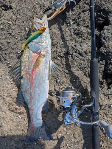セイゴ（ヒラスズキ）の釣果
