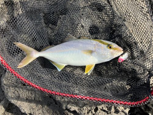 ネリゴの釣果