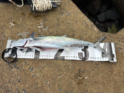 サゴシの釣果