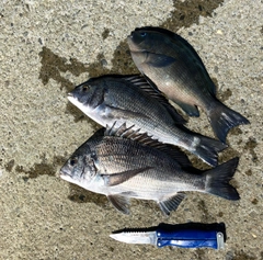 クロダイの釣果