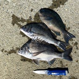 クロダイ