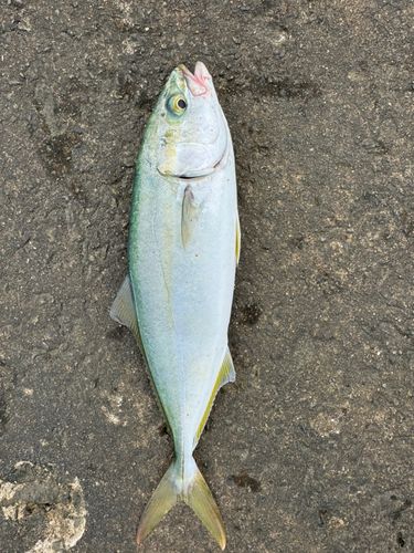 ワカシの釣果