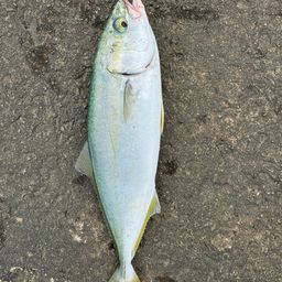 ワカシ
