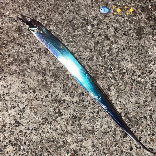 タチウオの釣果