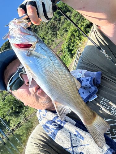 セイゴ（ヒラスズキ）の釣果