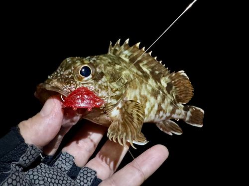 ガシラの釣果