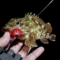 ガシラ