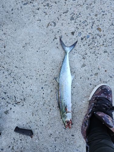 サゴシの釣果