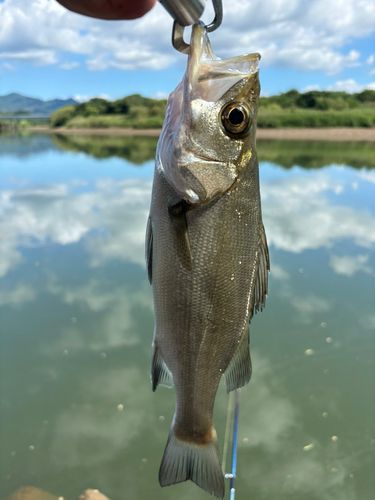 セイゴ（ヒラスズキ）の釣果