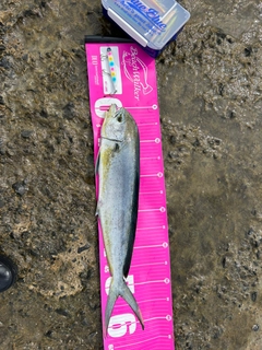 シイラの釣果