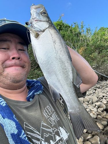 セイゴ（ヒラスズキ）の釣果
