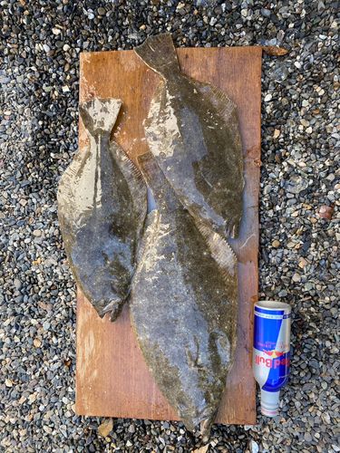 ヒラメの釣果