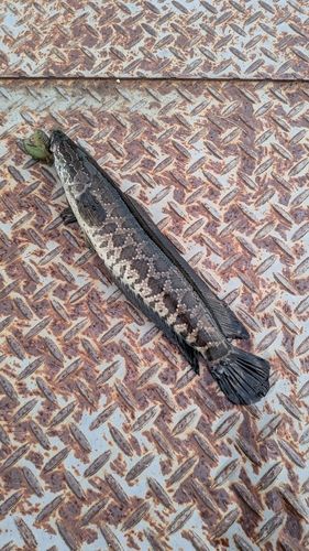 ライギョの釣果