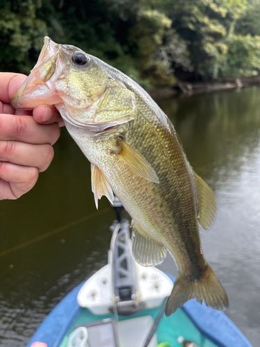ラージマウスバスの釣果