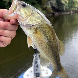 ラージマウスバス