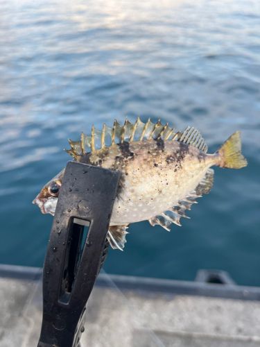 アイゴの釣果