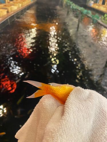 キンギョの釣果