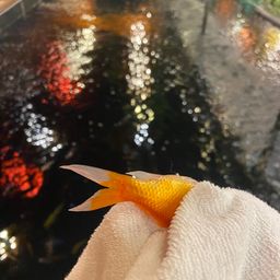 キンギョ