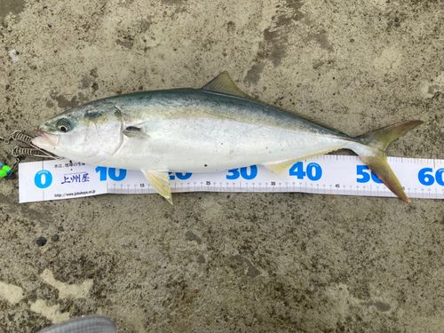 イナダの釣果