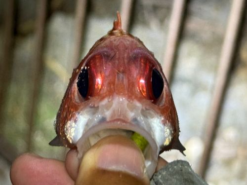 アヤメエビスの釣果