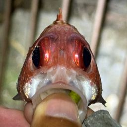 アヤメエビス