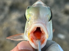 ヨコシマクロダイの釣果