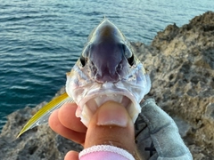 ヨスジフエダイの釣果
