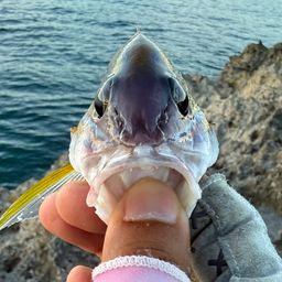 ヨスジフエダイ
