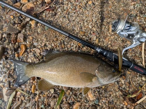 スモールマウスバスの釣果