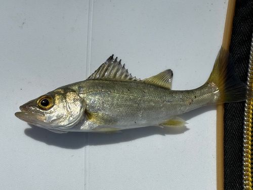 セイゴ（ヒラスズキ）の釣果