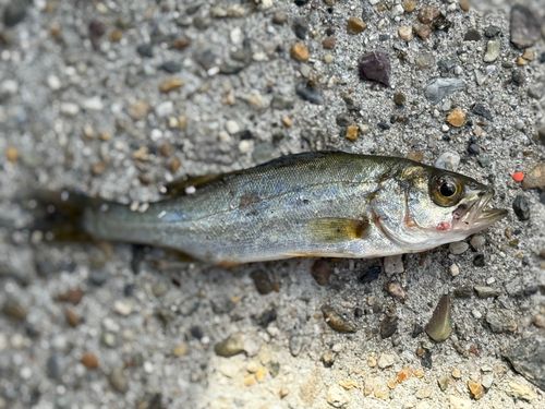 セイゴ（ヒラスズキ）の釣果