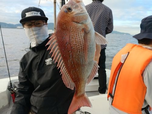 マダイの釣果