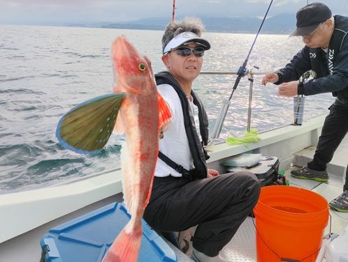 ホウボウの釣果