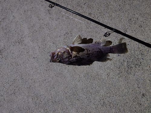ソイの釣果