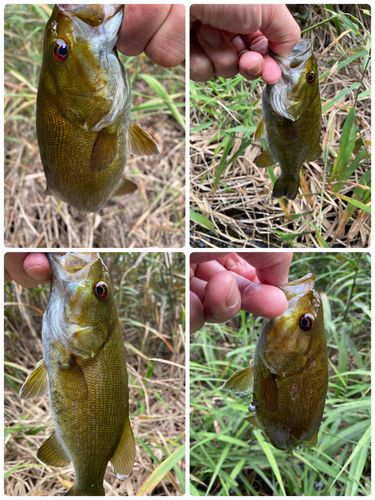 スモールマウスバスの釣果