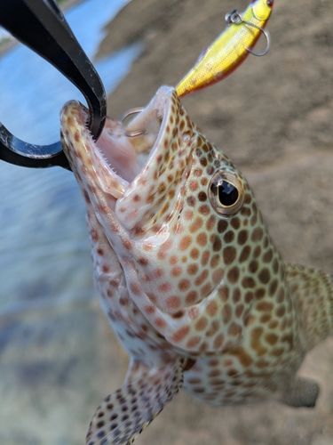 イシミーバイの釣果