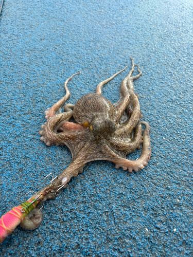 新地町海釣り公園
