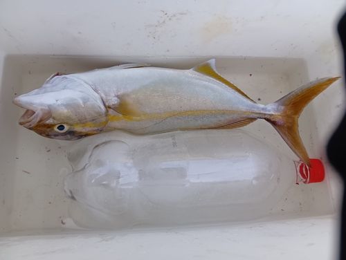 シオの釣果