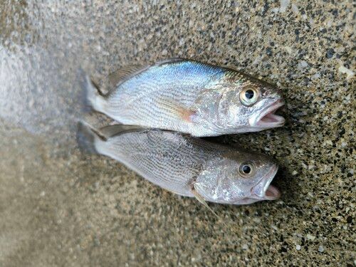 イシモチの釣果