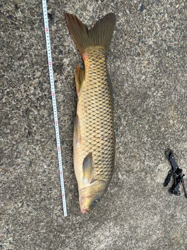 コイの釣果
