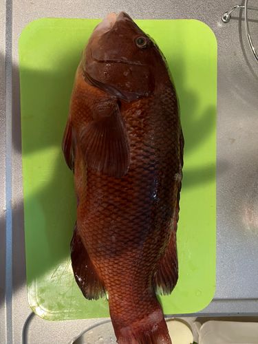 コブダイの釣果