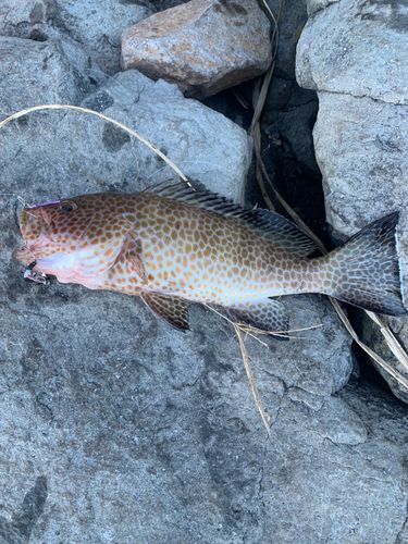 オオモンハタの釣果