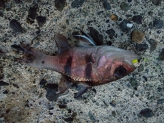 ヨコスジイシモチの釣果