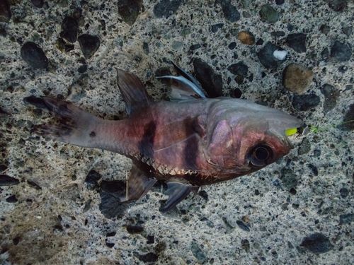 ヨコスジイシモチの釣果