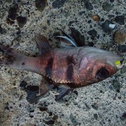 ヨコスジイシモチ