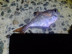 ハタンポの釣果