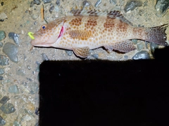 オオモンハタの釣果