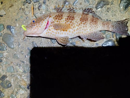 オオモンハタの釣果